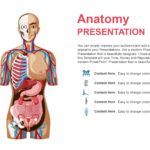 Anatomía Plantilla PowerPoint