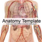 Anatomía Plantilla PowerPoint