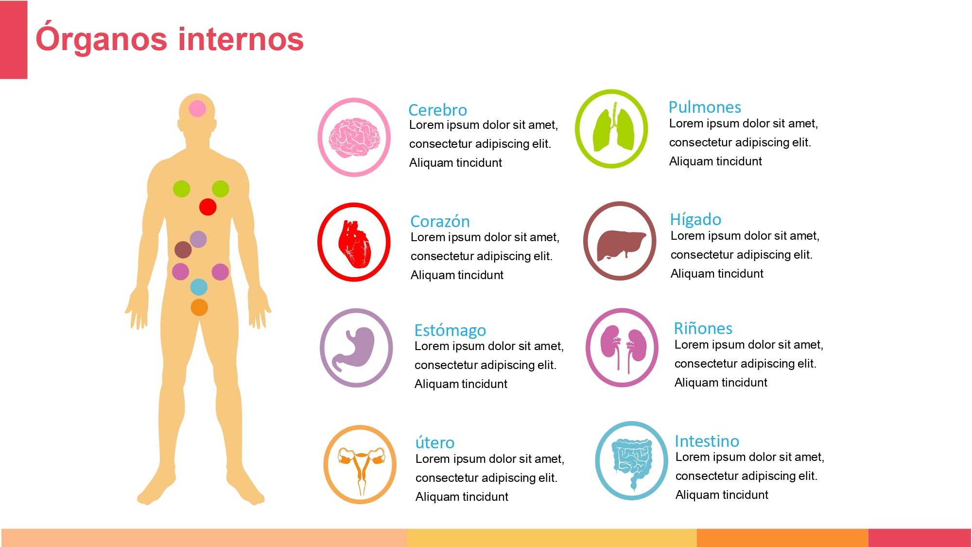 Anatomía Plantilla PowerPoint