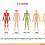 Anatomía Plantilla PowerPoint