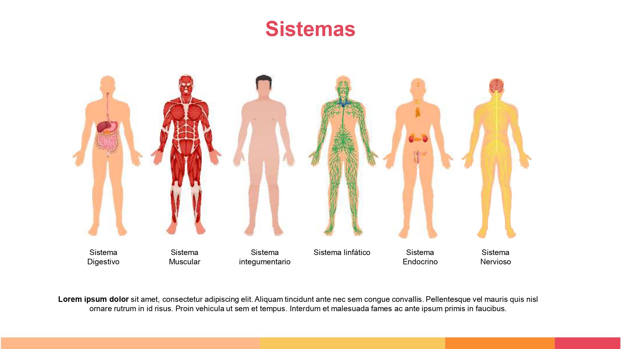 Anatomía Plantilla PowerPoint