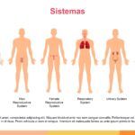 Anatomía Plantilla PowerPoint