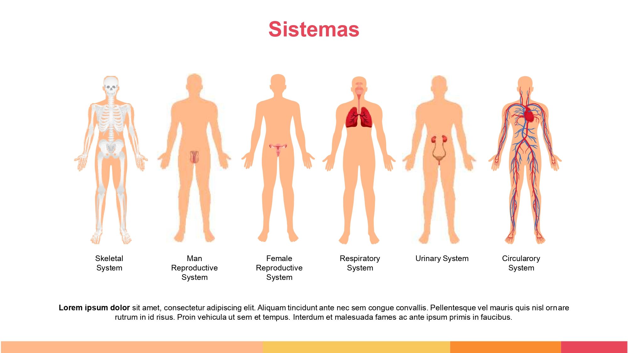 Anatomía Plantilla PowerPoint