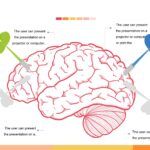 Cerebro Humano Plantilla PowerPoint