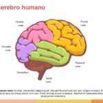 Cerebro Humano Plantilla PowerPoint