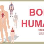 Cuerpo Humano Plantilla PowerPoint