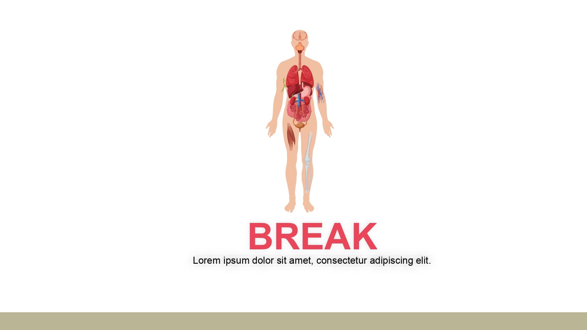 Cuerpo Humano Plantilla PowerPoint
