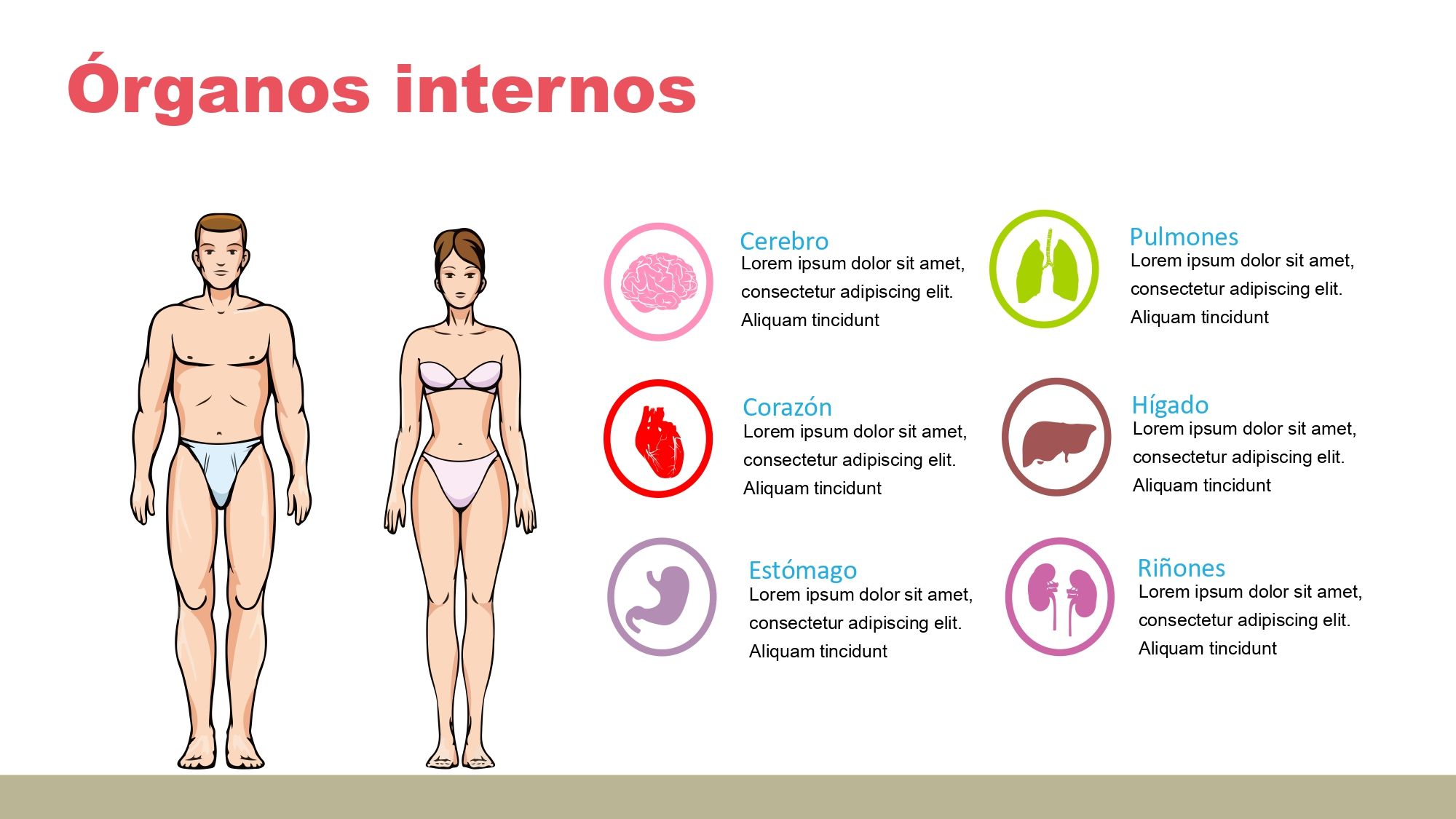 Cuerpo Humano Plantilla PowerPoint