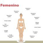 Cuerpo Humano Plantilla PowerPoint