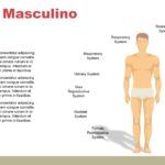 Cuerpo Humano Plantilla PowerPoint