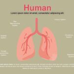 Cuerpo Humano Plantilla PowerPoint