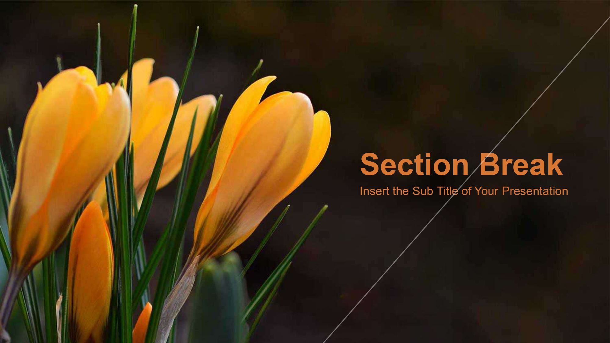 Flores Plantilla PowerPoint