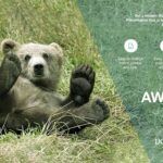 Osos Plantilla PowerPoint