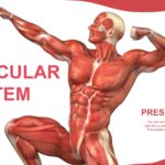 Sistema Muscular Plantilla PowerPoint