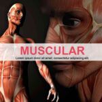 Sistema Muscular Plantilla PowerPoint