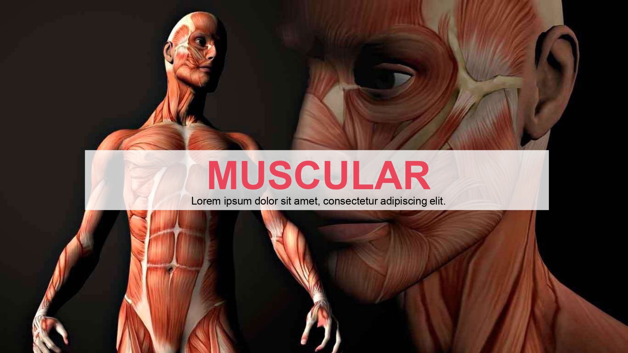 Sistema Muscular Plantilla PowerPoint