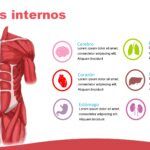 Sistema Muscular Plantilla PowerPoint