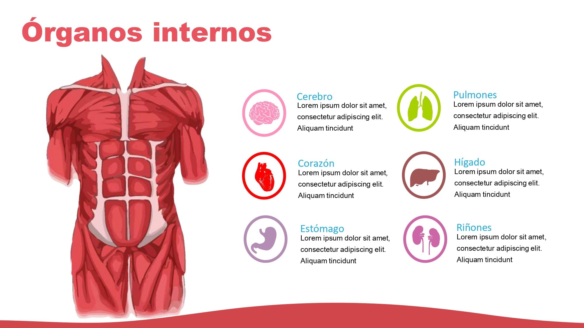 Sistema Muscular Plantilla PowerPoint