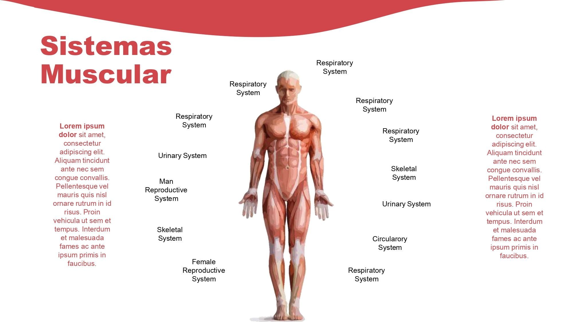 Sistema Muscular Plantilla PowerPoint
