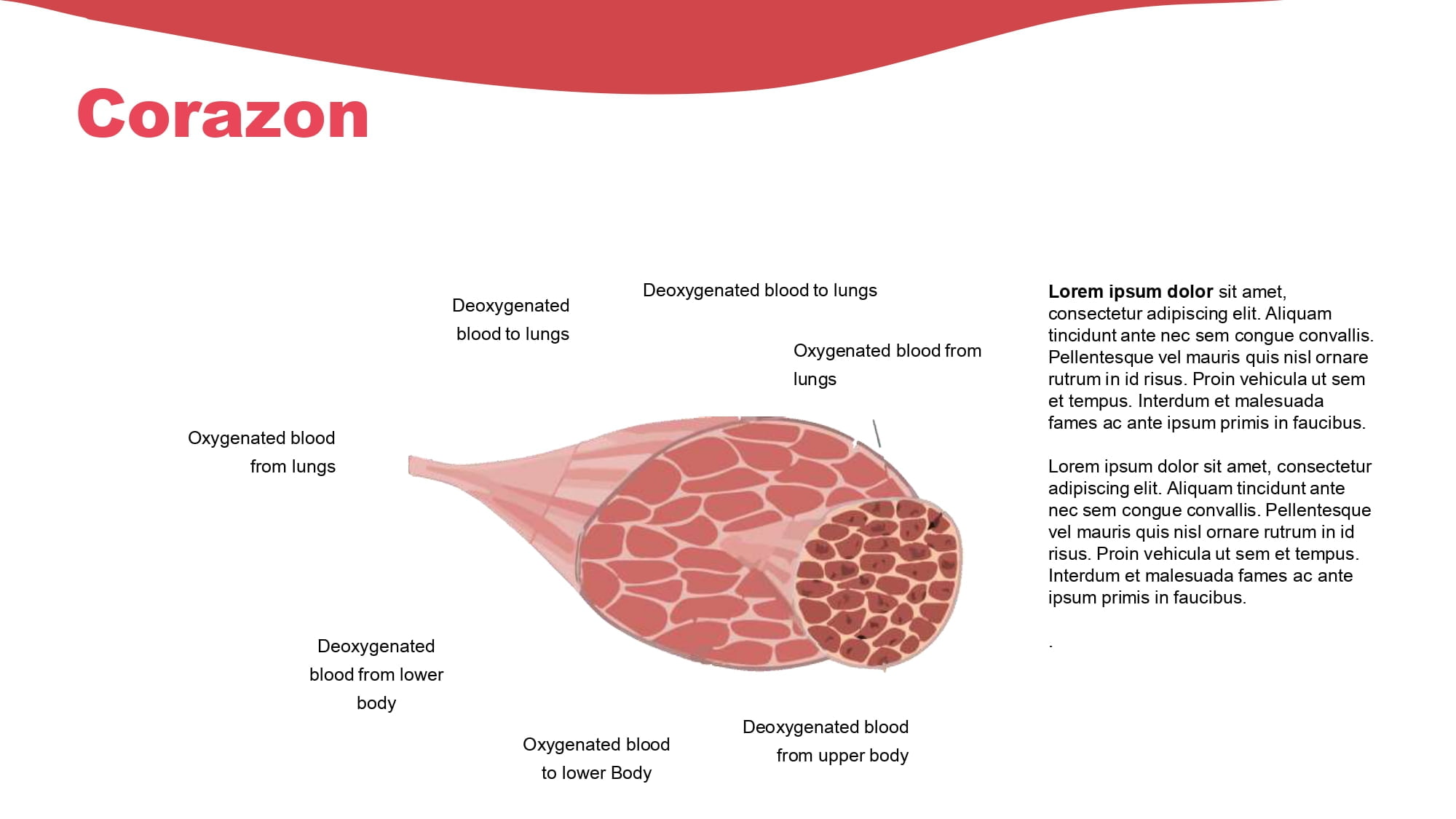 Sistema Muscular Plantilla PowerPoint