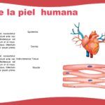 Sistema Muscular Plantilla PowerPoint