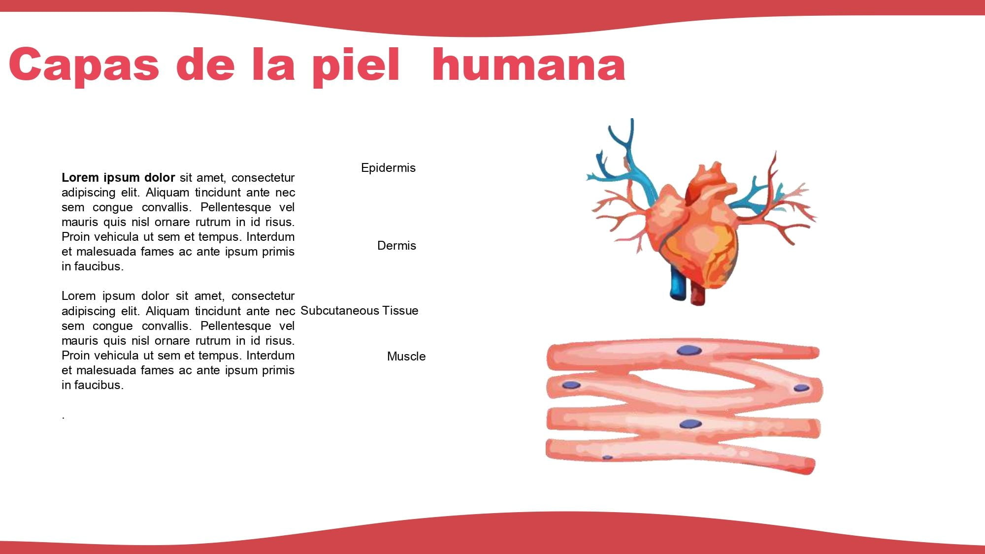 Sistema Muscular Plantilla PowerPoint