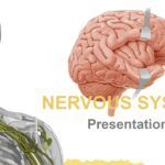 Sistema Nervioso Plantilla PowerPoint