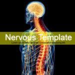 Sistema Nervioso Plantilla PowerPoint