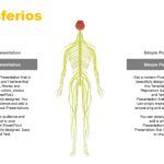 Sistema Nervioso Plantilla PowerPoint