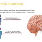 Sistema Nervioso Plantilla PowerPoint