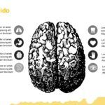 Sistema Nervioso Plantilla PowerPoint
