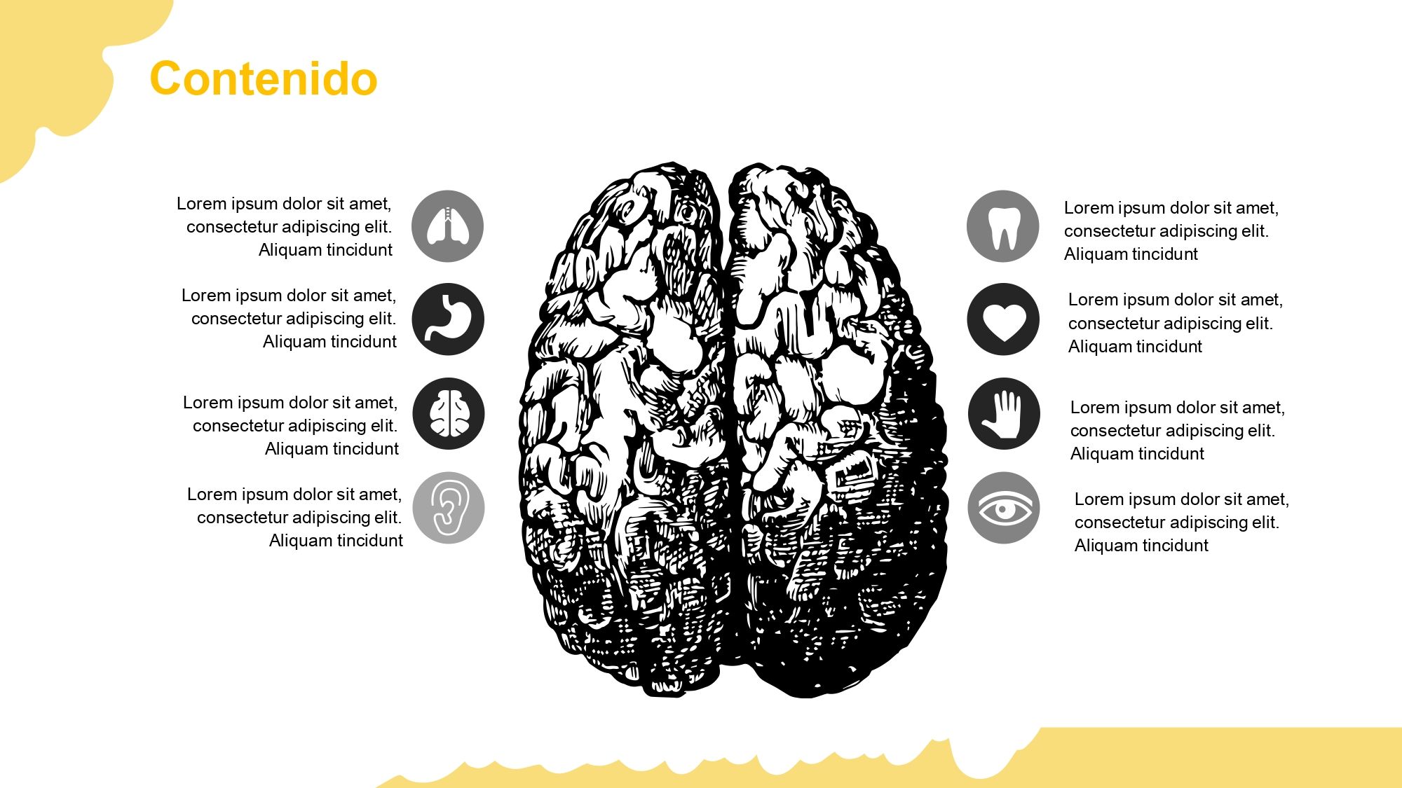 Sistema Nervioso Plantilla PowerPoint