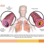 Sistema Respiratorio Plantilla PowerPoint