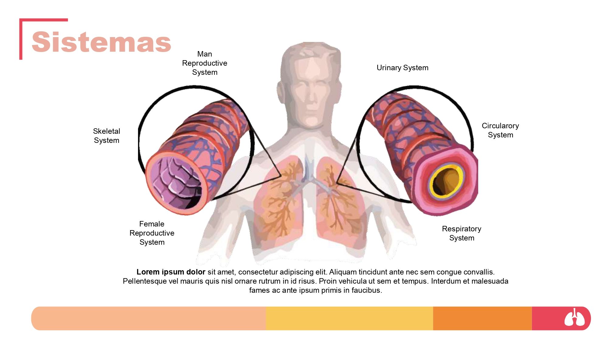 Sistema Respiratorio Plantilla PowerPoint