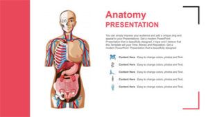 Anatomía Plantilla PowerPoint