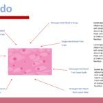 Histología Plantilla PowerPoint