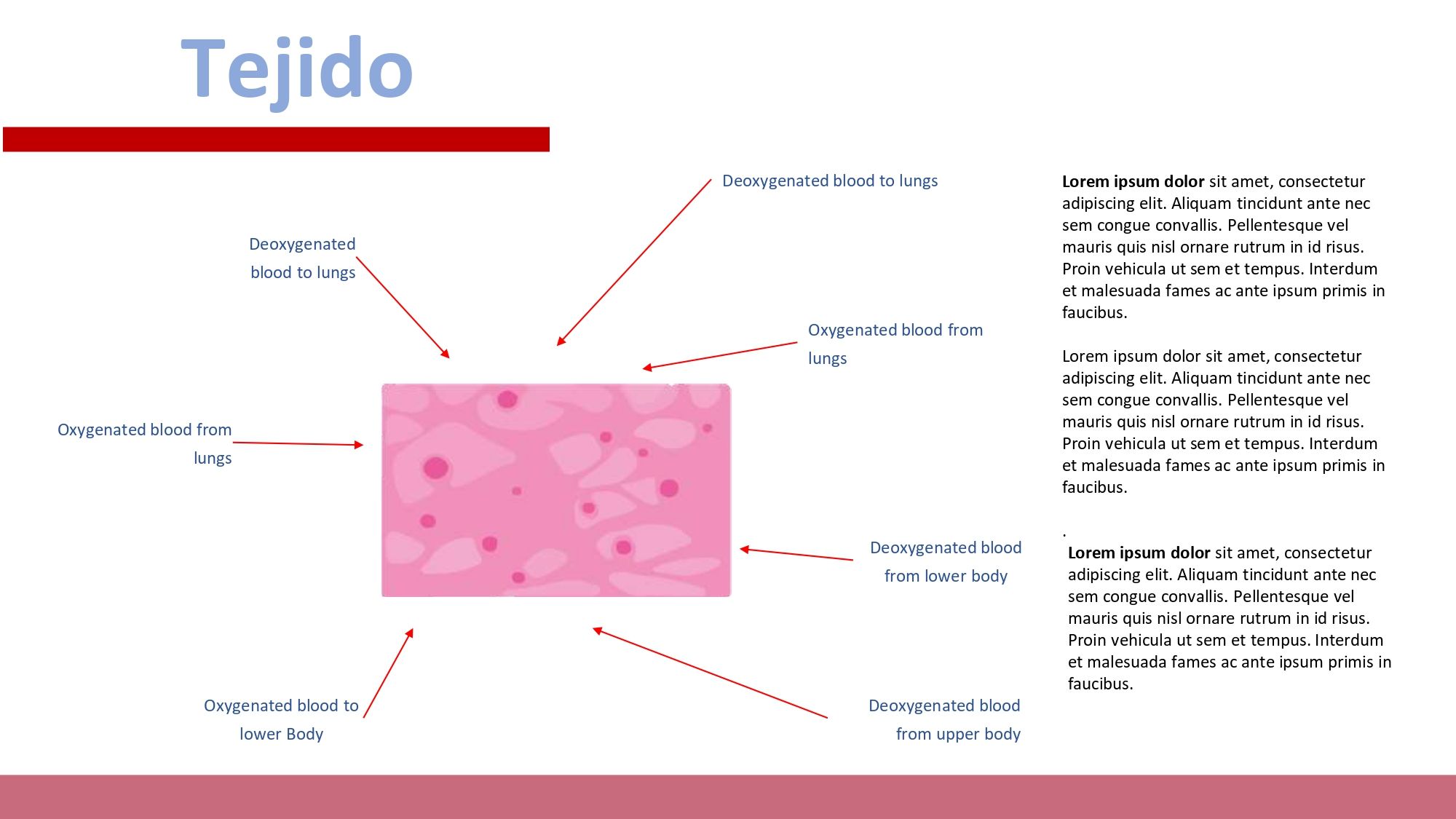 Histología Plantilla PowerPoint