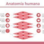 Histología Plantilla PowerPoint