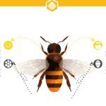 Miel de Abeja Plantilla PowerPoint