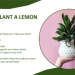 Plantilla PowerPoint de Maceta