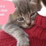 Gatos Plantilla PowerPoint