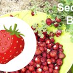 Fresas Plantilla PowerPoint