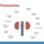 Fisiología Plantilla PowerPoint