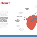 Fisiología Plantilla PowerPoint