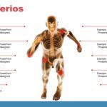 Fisiología Plantilla PowerPoint