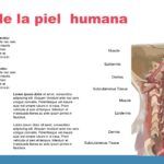 Fisiología Plantilla PowerPoint