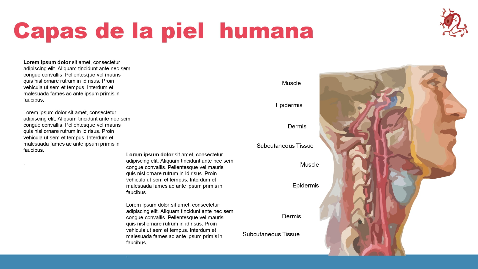 Fisiología Plantilla PowerPoint