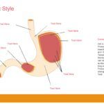 Estomago Plantilla PowerPoint