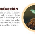 Plantilla PowerPoint de Presentación de Proyectos