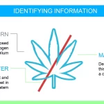 Plantillas PowerPoint Estilo de Vida Saludable